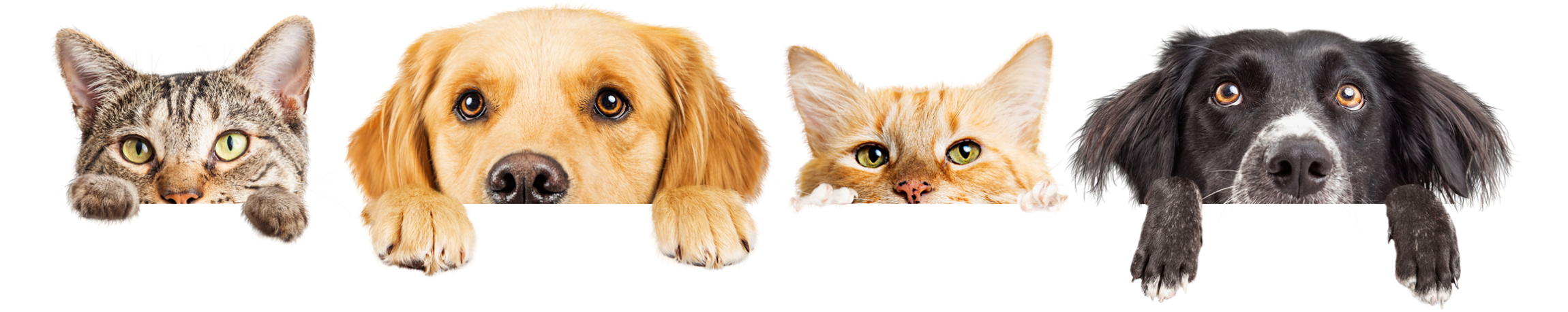 chiens et chats chiens et chats
